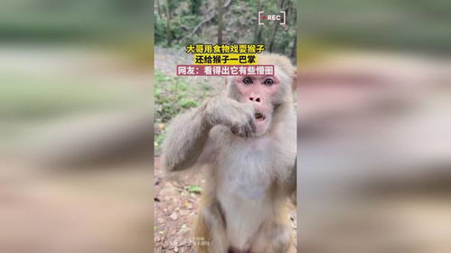 男子被猴子抢食还挨了一巴掌