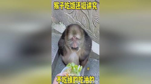 男子被猴子抢食还挨了一巴掌
